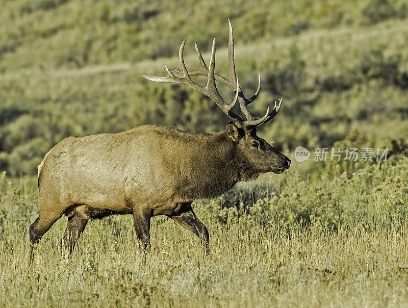 雄性落基山麋鹿(Cervus canadensis nelsoni)是在落基山和黄石国家公园发现的麋鹿的一个亚种。在有鹿角的秋天和发情期。